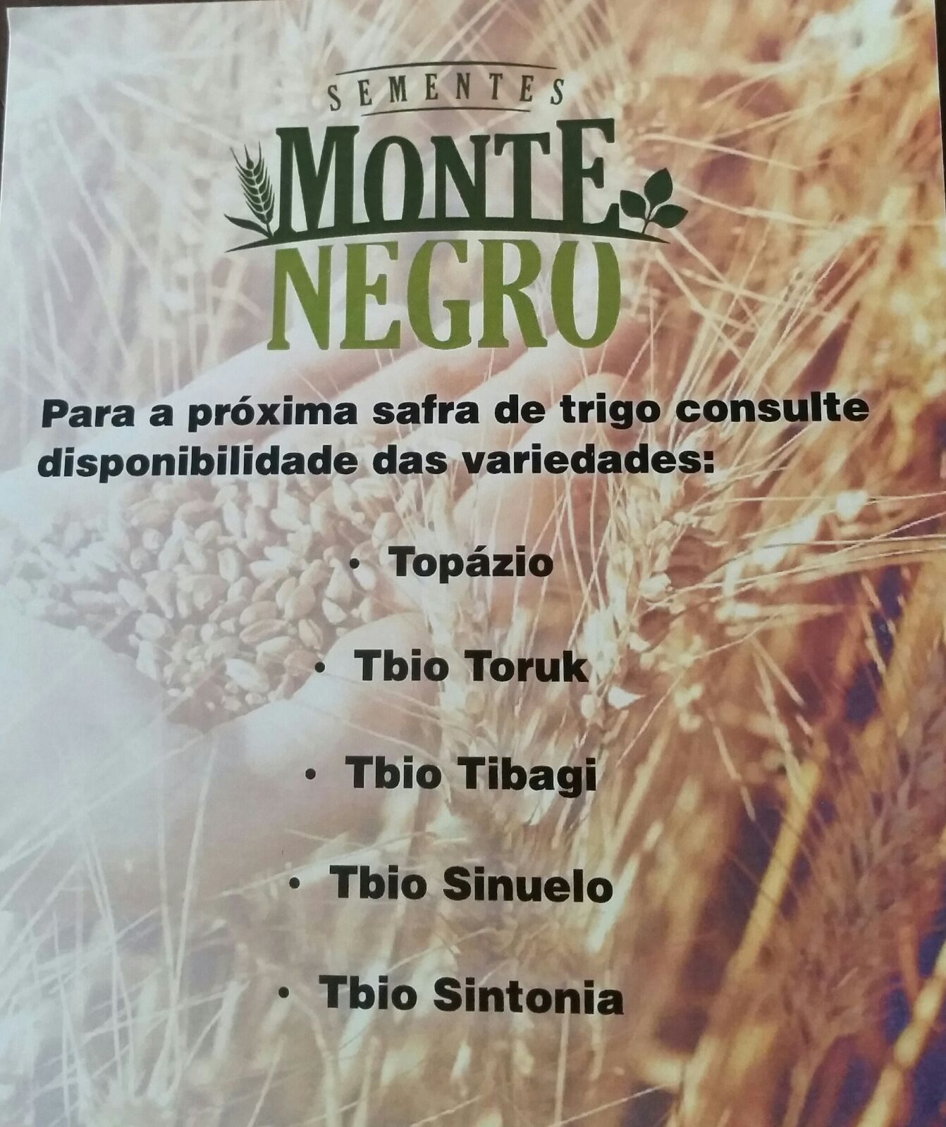 Variedades de trigo para próxima safra - Sementes Monte Negro